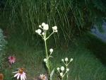 Eryngium yuccafolium (seed)